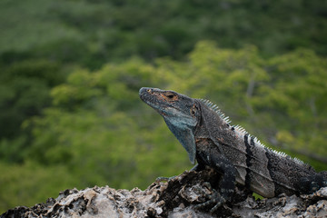 Iguana nativa de costa rica postrada sobre una roca tomando el sol 