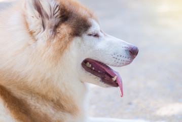 Obraz premium Parts of the body of a Siberian dog.happy muzzle Siberian husky. close up husky dog.The dog's fur is soft and supple.Selection focus.