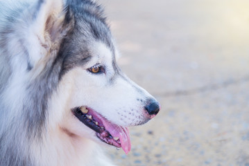 Parts of the body of a Siberian dog.happy muzzle Siberian husky. close up husky dog.The dog's fur is soft and supple.Selection focus.