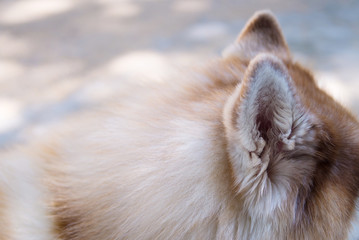 Parts of the body of a Siberian dog.happy muzzle Siberian husky. close up husky dog.The dog's fur is soft and supple.Selection focus.
