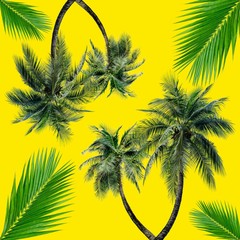 Fototapeta na wymiar Green palm leaves pattern for nature concept,tropical coconut tree isolated on yellow background