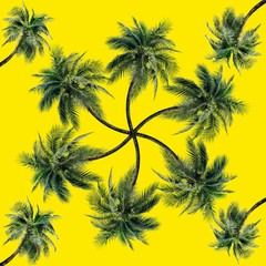 Green palm leaves pattern for nature concept,tropical coconut tree isolated on yellow background
