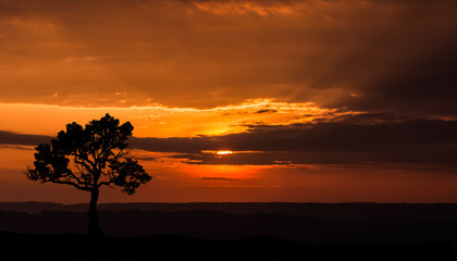 Naklejka na ściany i meble Amazing sunset and sunrise.Panorama silhouette tree in africa .Tree silhouetted against a setting sun.Dark tree on open field dramatic.Safari theme.Giraffes , Lion 
