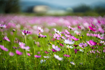 Taiwan Taipei Freshwater Zinnia Landscape Film