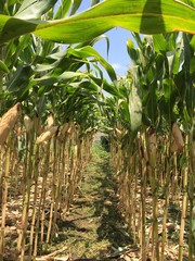 corn in the field