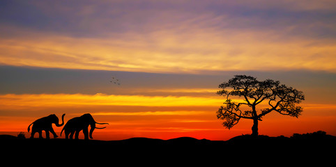 Plakat Amazing sunset and sunrise.Panorama silhouette tree in africa .Tree silhouetted against a setting sun.Dark tree on open field dramatic.Safari theme.Giraffes , Lion 