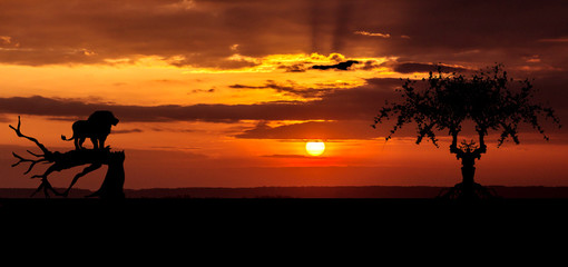 Fototapeta premium Amazing sunset and sunrise.Panorama silhouette tree in africa .Tree silhouetted against a setting sun.Dark tree on open field dramatic.Safari theme.Giraffes , Lion 