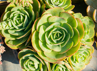 colorful Rectangular arrangement of succulents; cactus succulents in a planter