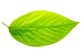 Green leaves  tropical rainforest foliage plant isolated on white background, clipping path included.