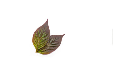 Purple  leaves  tropical rainforest foliage plant isolated on white background, clipping path included.