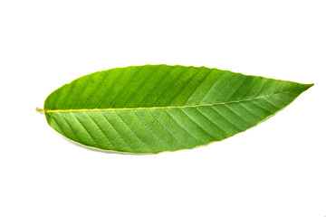 Obraz premium Green leaves tropical rainforest foliage plant isolated on white background, clipping path included.
