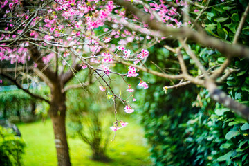 Taipei, Taiwan, Wulai cherry blossom landscape film