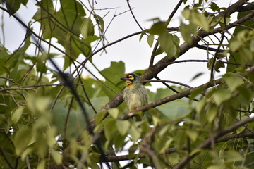 Fototapeta premium bird on branch