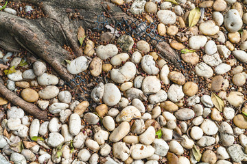 Gray white pebble floor with root backgrounds