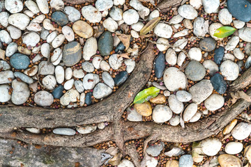 Gray white pebble floor with root backgrounds