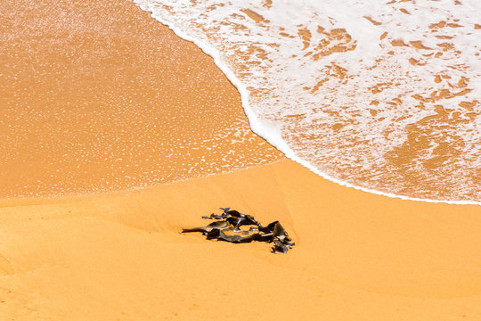 Kelp Washed Up By Gentle Waves On The  Beach Along The Great Ocean Road - Peterborough,  Victoria, Australia