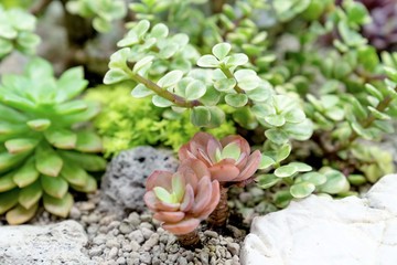 closeup various cactus plants in garden