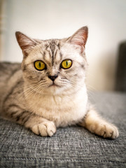 photos of cute cats at home and in the garden / 2019