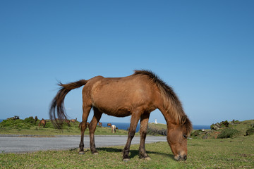 Fototapeta premium 沖縄県与那国島 与那国馬と東崎灯台の景色