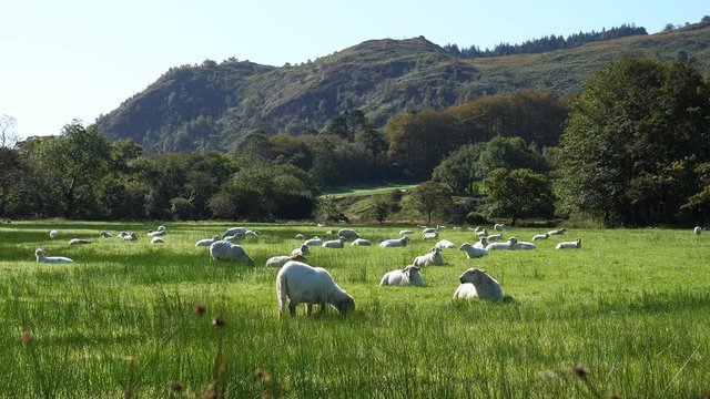 Tranquility. Very calming morning landscape with sheep in meadow, bushes and hill in the background.