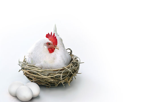 White hen laying in a nest with eggs