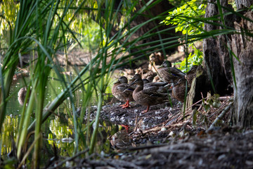 Naklejka na ściany i meble A flock of ducks on the lake in the grass looks towards the sunset