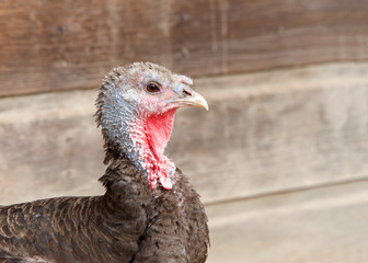 Profile close up of one turkey hen, old and tattered, in front of an old wood barn wall with copy space