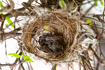 closeup baby bird in nest on tree,top view