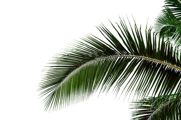 leaf coconut tree isolated on white background,Green leaves pattern