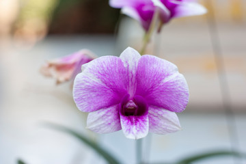 Beautiful purple and white orchid flower bloom in the garden.