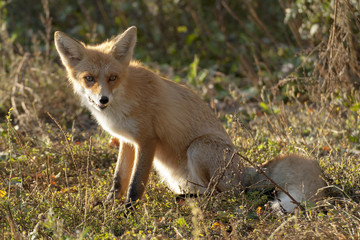 red fox
