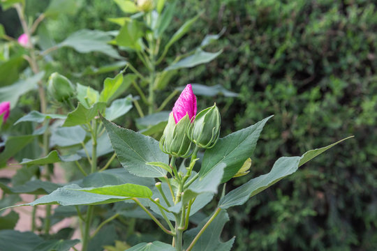 Blooming purple flowers and green leaves,Hibiscus grandiflorus Michx.