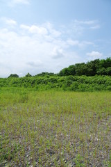 雑草の生えた空き地