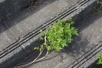 階段に咲いた雑草