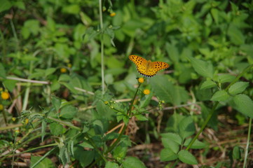 オレンジ色の蝶