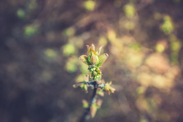 Honeysuckle branch with new green leaves. Selective focus. Shallow depth of field. 