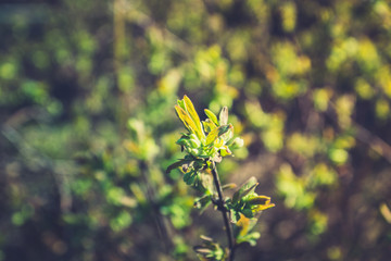 Honeysuckle branch with new green leaves. Selective focus. Shallow depth of field. 