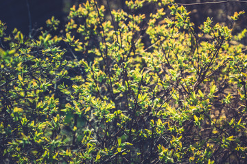 Honeysuckle branch with new green leaves. Selective focus. Shallow depth of field. 