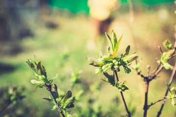 Honeysuckle branch with new green leaves. Selective focus. Shallow depth of field. 