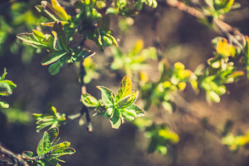 Honeysuckle branch with new green leaves. Selective focus. Shallow depth of field. 