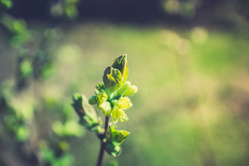 Honeysuckle branch with new green leaves. Selective focus. Shallow depth of field. 