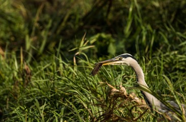 Graureiher (Ardea cinerea) im Naturschutzgebiet Niedermoorwiesen in Berlin  mit Maus im Schnabel
