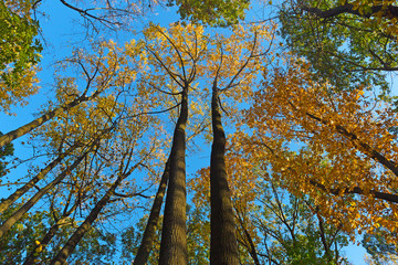 Tall deciduous trees in the forest of Virginia, USA. Autumn landscape with fallen leaves and trees.