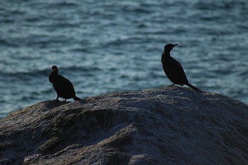 bird silhouette standing on a rock at the beach