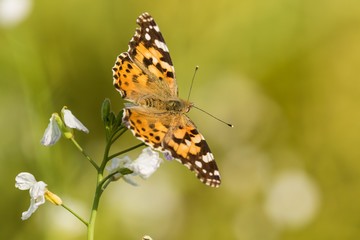 Distelfalter (Vanessa cardui ) im Fließtal Lübars in Berlin 