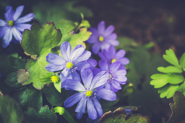 Hepatica nobilis blossoming in the garden. Selective focus.