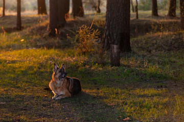 German shepherd dog lies on the edge of the forest in the sunse