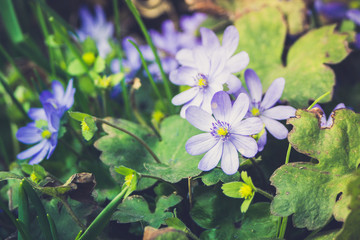 Hepatica nobilis blossoming in the garden. Selective focus.