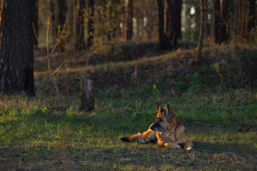 German shepherd dog lies on the edge of the forest in the sunse