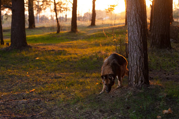 German shepherd dog walks on the outskirts of the forest in the sunset